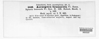 Mycosphaerella brunneola image
